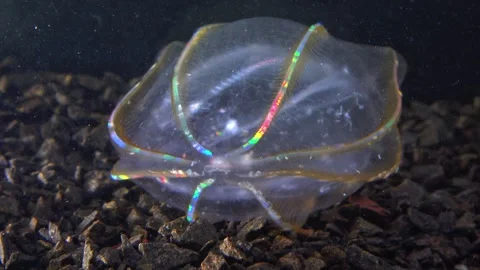 Jellyfish Beroe ovata, devouring Mnemiopsis leidy Stock Footage 280704806