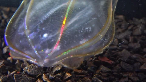 Jellyfish Beroe ovata, devouring Mnemiopsis leidy Stock Footage 280705342