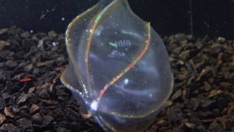 Jellyfish Beroe ovata, devouring Mnemiopsis leidy Stock Footage 280705712
