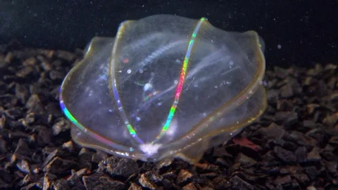 Jellyfish Beroe ovata, devouring Mnemiopsis leidy Stock Footage 280705713