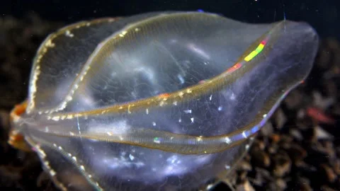 Jellyfish Beroe ovata, devouring Mnemiopsis leidy Stock Footage 280706234