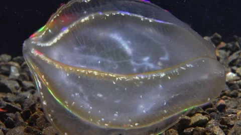 Jellyfish Beroe ovata, devouring Mnemiopsis leidy Stock Footage 280706266