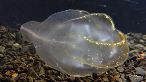 Jellyfish Beroe ovata, devouring Mnemiopsis leidy Stock Footage 280706344