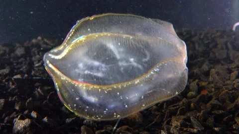 Jellyfish Beroe ovata, devouring Mnemiopsis leidy Stock Footage 280706397