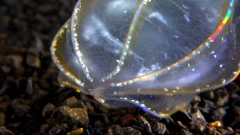 Jellyfish Beroe ovata, devouring Mnemiopsis leidy Stock Footage 280706525