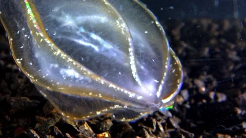 Jellyfish Beroe ovata, devouring Mnemiopsis leidy Stock Footage 280707025