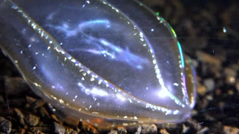 Jellyfish Beroe ovata, devouring Mnemiopsis leidy Stock Footage 280707028