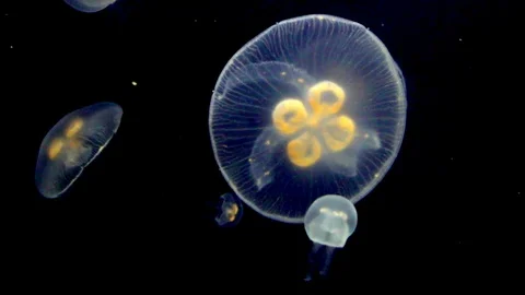 Jellyfish between two waters Stock Footage 108914738