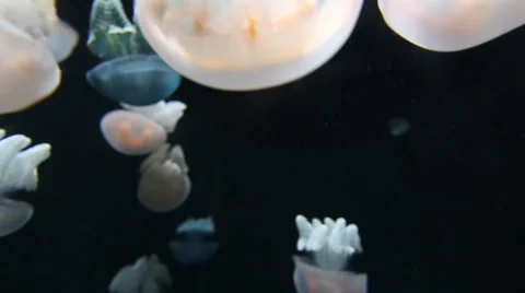 Jellyfish, with black background Stock Footage 41466314