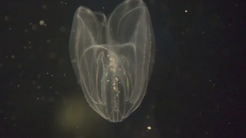 Jellyfish black background Video stock 80867933