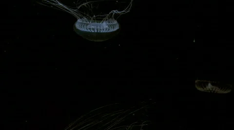 Jellyfish on black Vídeo Stock 500950