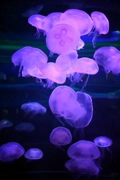 Jellyfish Bloom Fotos de archivo