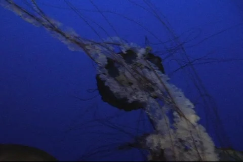 Jellyfish On Blue 1 Video stock 286417