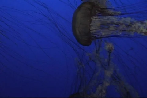 Jellyfish On Blue 2 Video stock 286462
