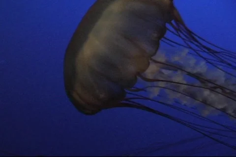 Jellyfish On Blue 3 Video stock 286511