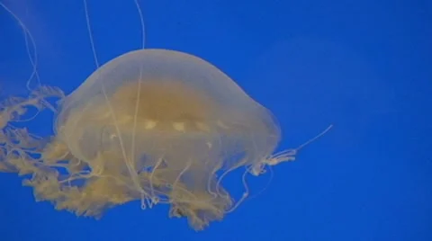 Jellyfish on blue background Stock Footage 8156466