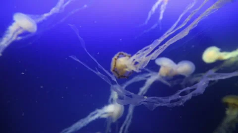Jellyfish in blue background Stock Footage 41466456