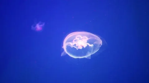 Jellyfish on a blue background Stock Footage 59825629