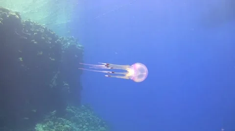 Jellyfish with blue background Video stock 65989554