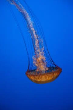 Jellyfish With Blue Background Stock Photos
