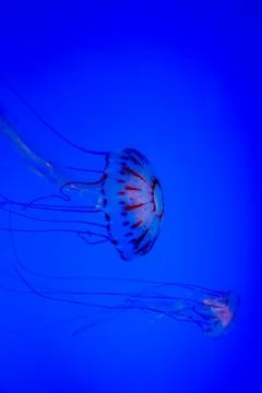 Jellyfish with blue background Stock Photos