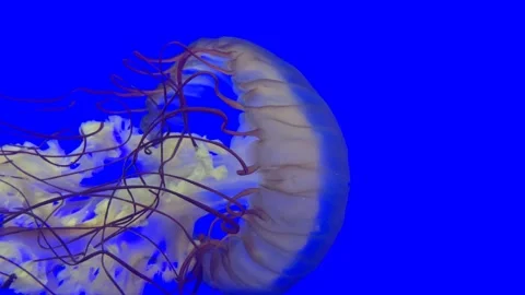 Jellyfish in blue background underwater Video stock 252949679