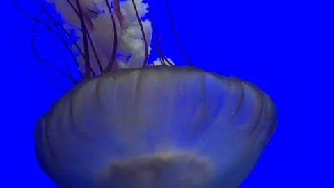 Jellyfish in blue background underwater Video stock 252949717