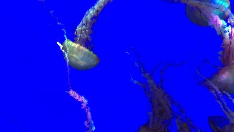 Jellyfish in blue background underwater Video stock 252949851