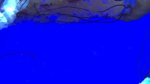 Jellyfish in blue background underwater Stock Footage 252950187