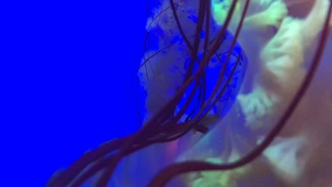 Jellyfish in blue background underwater Video stock 252950662