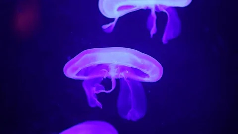 Jellyfish in blue backlight 스톡 동영상 74631669