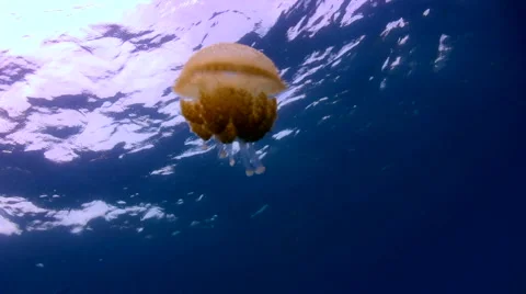Jellyfish in the blue Stock Footage 6761095