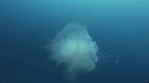 Jellyfish in the Blue Stock Footage 53290816