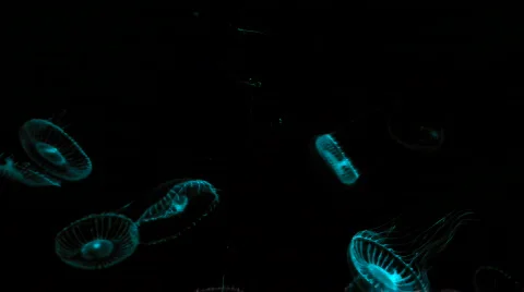 Jellyfish blue - HD  Stock Footage 513101
