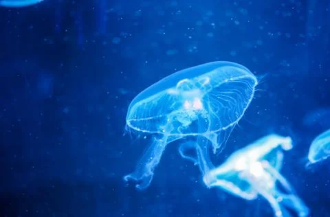 Jellyfish in the blue light Stock Photos