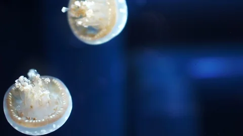 Jellyfish in blue ocean background close up shot 스톡 동영상 119484266