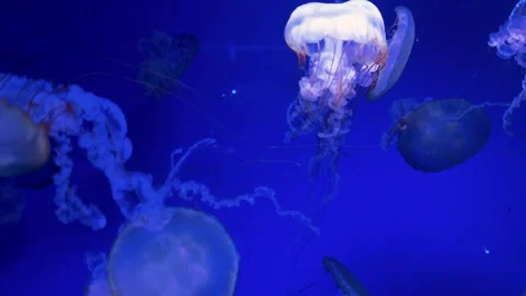 Jellyfish in blue ocean light Stock Footage 320602825