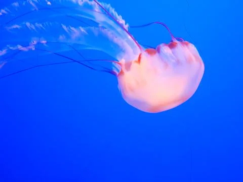 Jellyfish in Blue Ocean Stock Photos