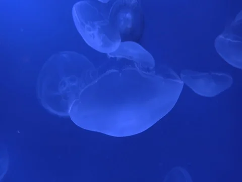 Jellyfish in blue water  Stock Footage 71815433