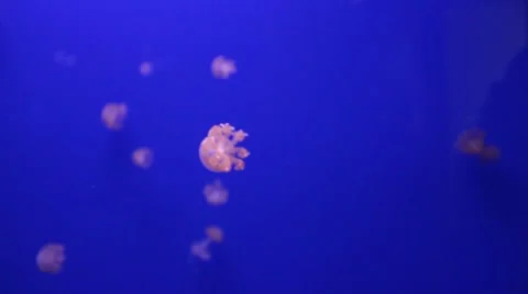 Jellyfish on bluescreen.mp4 Video stock 8573258