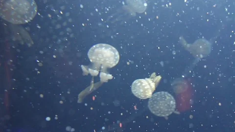 Jellyfish Bubbles Stock Footage 75020442