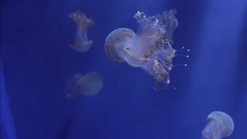 Jellyfish (Cassiopea) 2 fragment Stock Footage 336262861