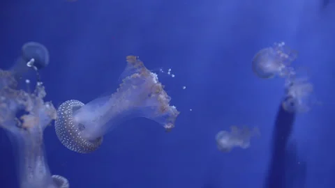 Jellyfish (Cassiopea) 3 fragment Stock Footage 336262894