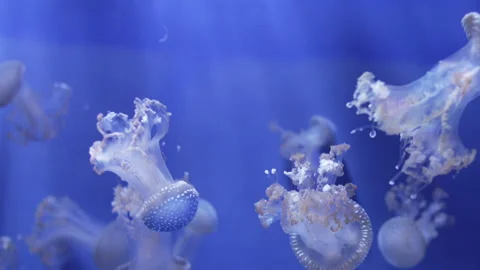 Jellyfish (Cassiopea) 4 fragment Stock Footage 336262928