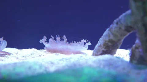 Jellyfish cassiopeia resting on the sandy bottom Video stock 246625184