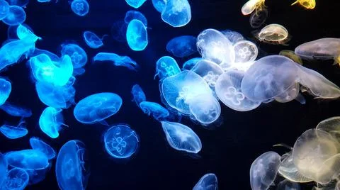 Jellyfish changes colours under fluorescent illumination Stock Photos