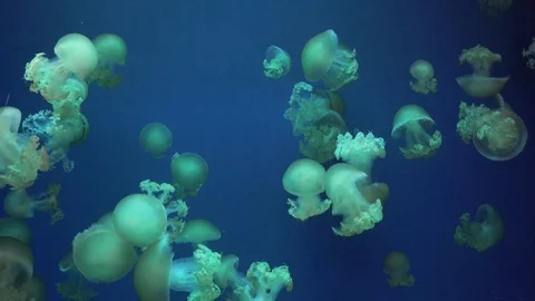 Jellyfish with changing lights Stock Footage 113835657