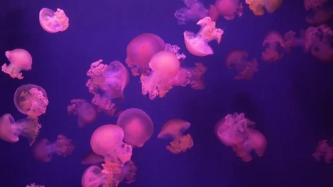 Jellyfish with changing lights time laps Stock Footage 113837005