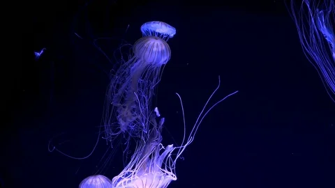 Jellyfish (chrysaora pacifica) glowing in dark water Vídeos de archivo 82453687