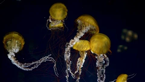Jellyfish (chrysaora pacifica) glowing in dark water Stock Footage 82462253